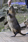 Nutria steht auf Hinterbeinen