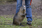 Nutria steht auf Hinterbeinen