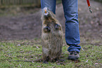 Nutria steht auf Hinterbeinen