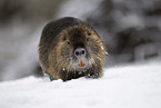 Nutria im Winter