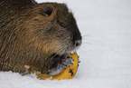 Nutria im Winter