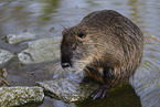 sitzender Nutria