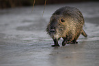 Nutria im Winter