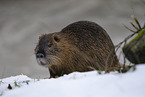 Nutria im Winter