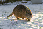 Nutria im Winter