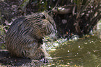 Nutria putzt sich