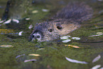 schwimmender Nutria