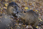 zwei Nutrias