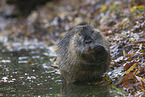 sitzender Nutria