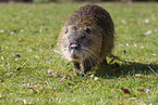 laufender Nutria