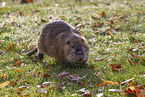 laufender Nutria