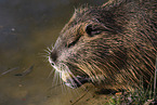 fressender Nutria