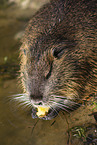 fressender Nutria