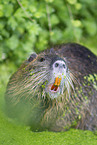 Nutria