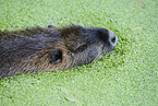 Nutria