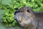 Nutria