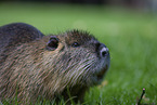 Nutria