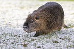 Nutria