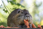 Nutria