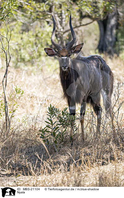 Nyala / Nyala / MBS-21104