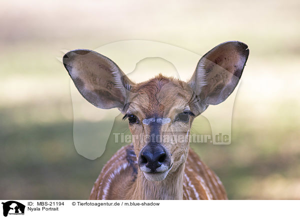 Nyala Portrait / Nyala portrait / MBS-21194