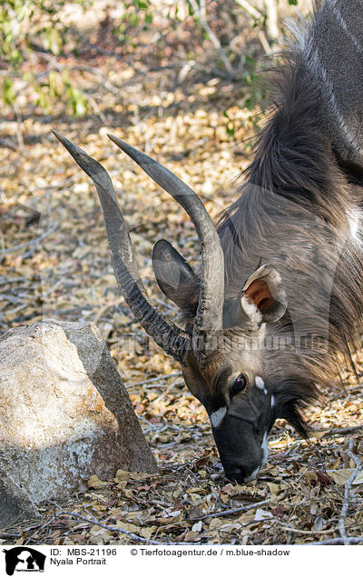 Nyala Portrait / Nyala portrait / MBS-21196