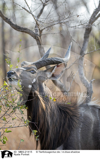 Nyala Portrait / Nyala portrait / MBS-21415