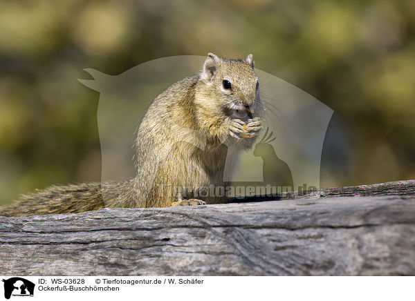 Ockerfu-Buschhrnchen / tree squirrel / WS-03628