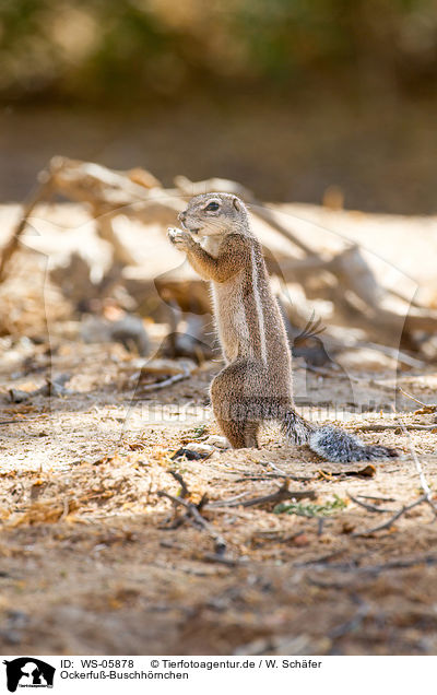 Ockerfu-Buschhrnchen / tree squirrel / WS-05878