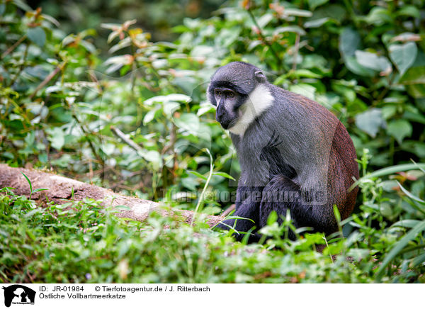 stliche Vollbartmeerkatze / L'Hoest's monkey / JR-01984