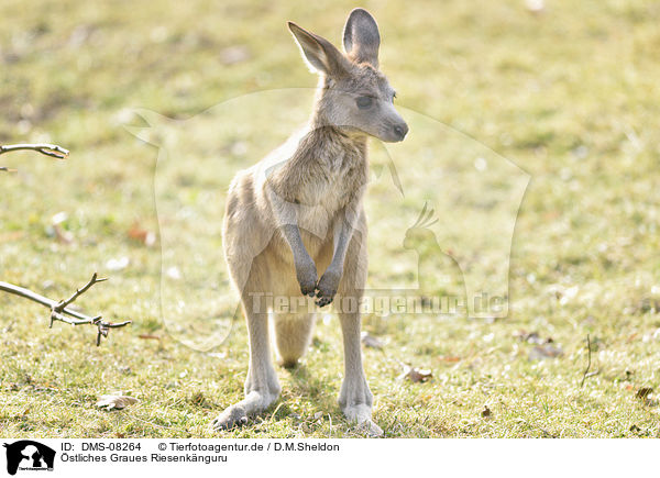 stliches Graues Riesenknguru / Eastern grey kangaroo / DMS-08264