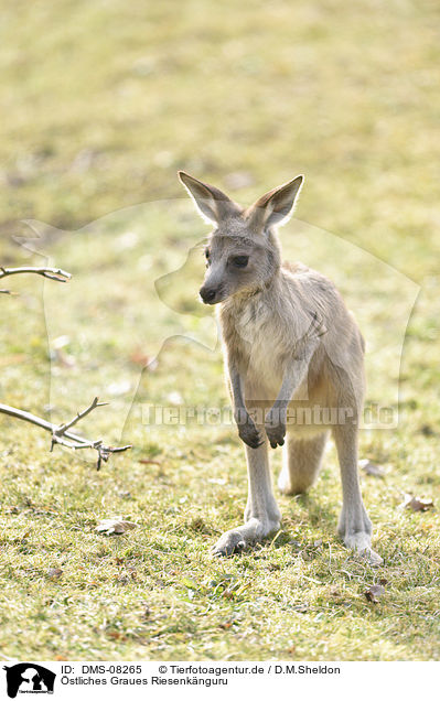 stliches Graues Riesenknguru / Eastern grey kangaroo / DMS-08265