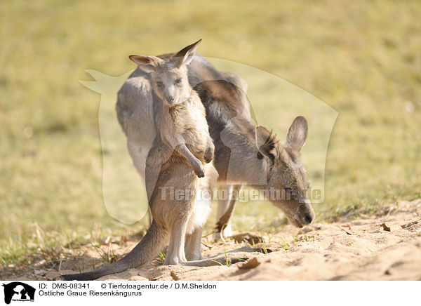 stliche Graue Riesenkngurus / Eastern grey kangaroos / DMS-08341