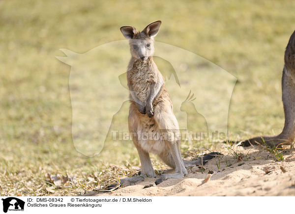stliches Graues Riesenknguru / Eastern grey kangaroo / DMS-08342