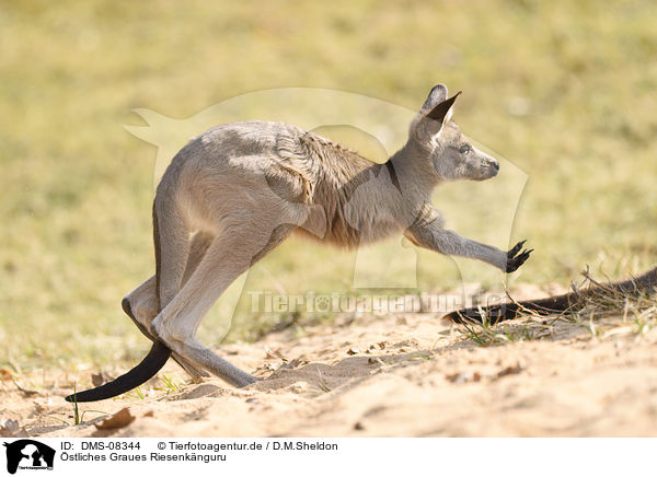 stliches Graues Riesenknguru / Eastern grey kangaroo / DMS-08344