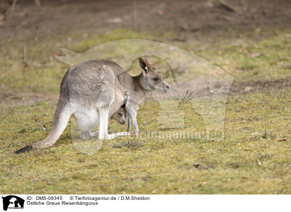 stliche Graue Riesenkngurus / Eastern grey kangaroos / DMS-08345