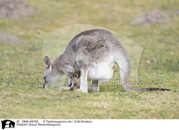stliche Graue Riesenkngurus / Eastern grey kangaroos / DMS-08356