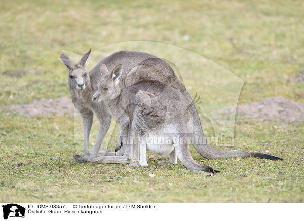 stliche Graue Riesenkngurus / Eastern grey kangaroos / DMS-08357