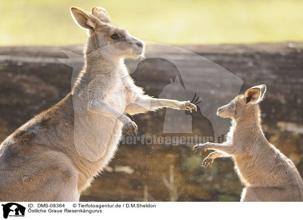 stliche Graue Riesenkngurus / Eastern grey kangaroos / DMS-08364