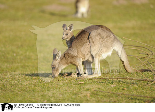 stliche Graue Riesenkngurus / Eastern grey kangaroos / DMS-08365