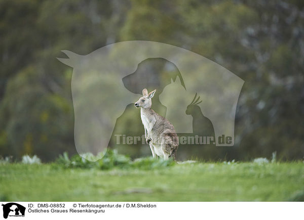 stliches Graues Riesenknguru / eastern grey kangaroo / DMS-08852