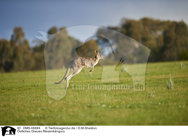 stliches Graues Riesenknguru / eastern grey kangaroo / DMS-08884