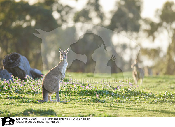 stliche Graue Riesenkngurus / eastern grey kangaroos / DMS-08891