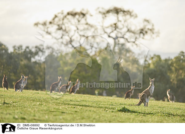 stliche Graue Riesenkngurus / eastern grey kangaroos / DMS-08892