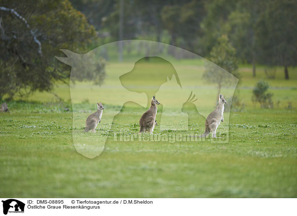 stliche Graue Riesenkngurus / eastern grey kangaroos / DMS-08895