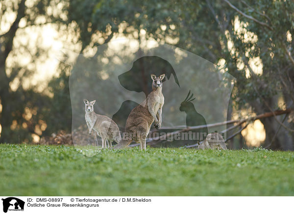 stliche Graue Riesenkngurus / eastern grey kangaroos / DMS-08897