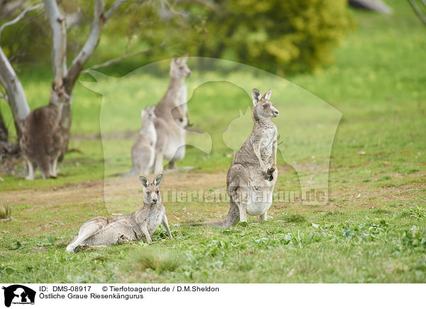 stliche Graue Riesenkngurus / eastern grey kangaroos / DMS-08917