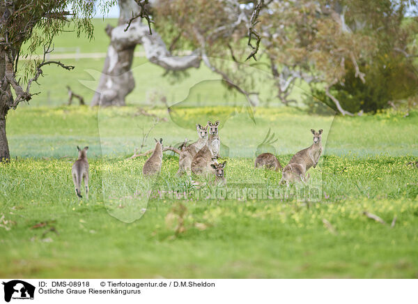 stliche Graue Riesenkngurus / eastern grey kangaroos / DMS-08918