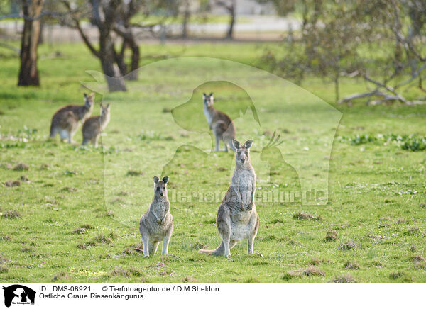 stliche Graue Riesenkngurus / eastern grey kangaroos / DMS-08921