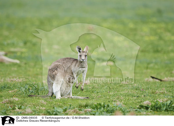 stliches Graues Riesenknguru / eastern grey kangaroo / DMS-08935